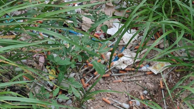 Fotografía en toma cerrada del suelo donde se observan  muchas jeringas para aplicación de insulina tiradas en terrenos de la Reserva de Biosfera de Tehuacán - Cuicatlán