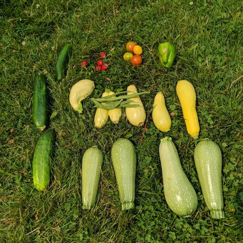 A photo of fruit and vegetables. There are cucumbers, yellow summer squash, red strawberries, orange and red cherry tomatoes, a green sunburned bell pepper, green runner beans, light green colored zucchini, and they are all sitting on a lawn of clover and grass.