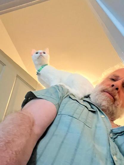  a white cat on a human shoulder looking up to her next destination