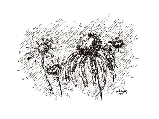 this is a drawing or illustration in black ink of four coneflowers. Each one is at a different stage in their lifecycle. The one in full bloom is closest to the viewer. The marks are fast and energetic. The flowers are lit from the upper left of the drawing. Parallel-ish lines make up the background.