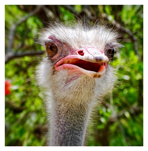 This is a color head shot of an ostrich with the most goofiest look on his face. As photographed in South Africa