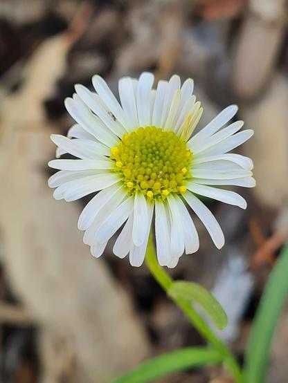 Brachyscome flower 
