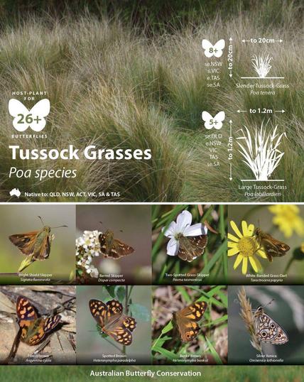 Tussock Grasses 
Poa Species

Host plant for 26+ Butterflies 