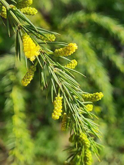 Prickly Moses flowering
