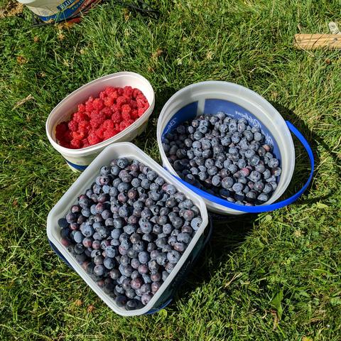 3 plastic containers. One has red raspberries, the other two which are twice as big have blueberries in them.