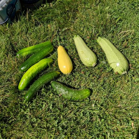 A photo showing 5 cucumbers, 1 yellow summer squash, and two light green colored zucchini.