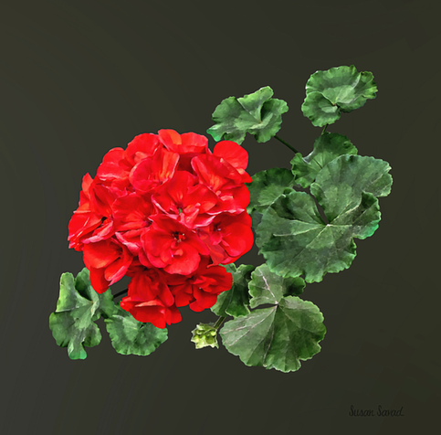 A vibrant red geranium surrounded by green leaves. In the language of flowers, a red geranium means a strong feeling of affection.