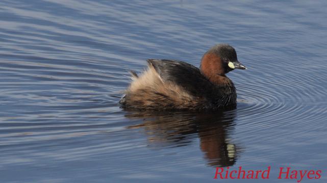 A photo of a small fluffy water bird
It has a white rump, a brown head with a small white spot on the beak.
It is reflected in the still water