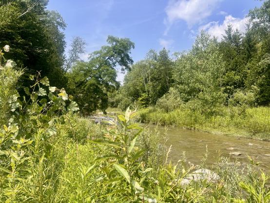 A river with trees and greenery surrounding it.