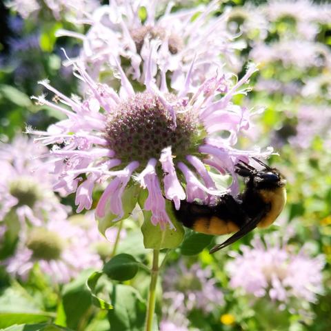 A large bumblebee on a pink petaled flower. It is hanging upside down on the right side of the flower. The bee is yellow and black with dense fur.