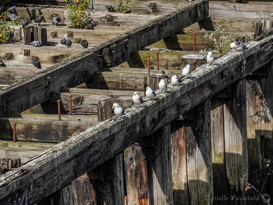 Wooden pier, not for walking on, for boats to lay against while waiting for the bridge…or something. Diagonal line in the picture. Bottom right there are vertical lines (wooden poles), top left there are horizontal lines (wooden beams). On the diagonal, seagulls are sitting. On the top left, there are some doves