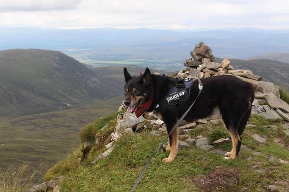 Moray the dog stood by a summit cairn looking into a fairly deep valley which has boggy sections visible. Hills at the back in the haze.