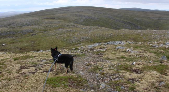 Moray the dog stood looking into the distance over a rolling hillside, a mixture of grass and rocks.