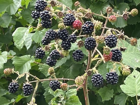 Dark purple blackberries, surrounded by green leaves.