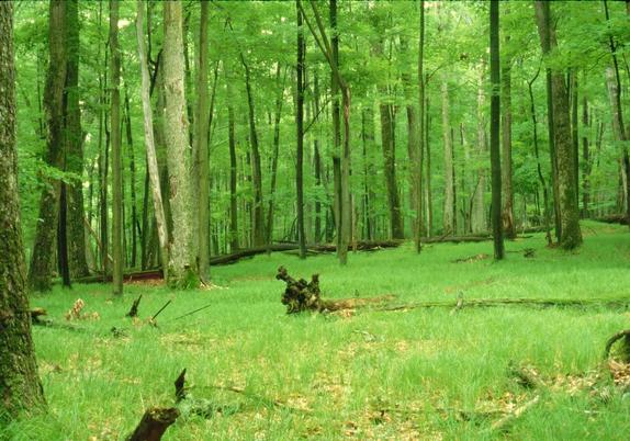clearings for your event: photograph of a grassy clearing in the middle of a forest. Image attribution: Flickr user sheepguardingllama