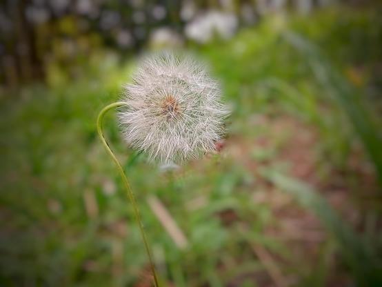 Dandelion.
#art_flower #Art_nature #awesome_nature #awesome_naturepics #Blackside #Field #FocusOnForeground  #Grass #green_nature #Growth #MacroPhotography  #nature #nature_green #Outdoors #podium&nbsp;#podium_macro #ScenicsNature #Snap_allnature #Snap_artgallery #Snap_colours #Snap_community #Snap_macro #Snap_edit #Snapshot_day #ThARTsday