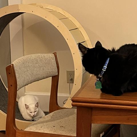 a black cat sits on a table looking at a white cat sleep at the bottom of a big cat wheel