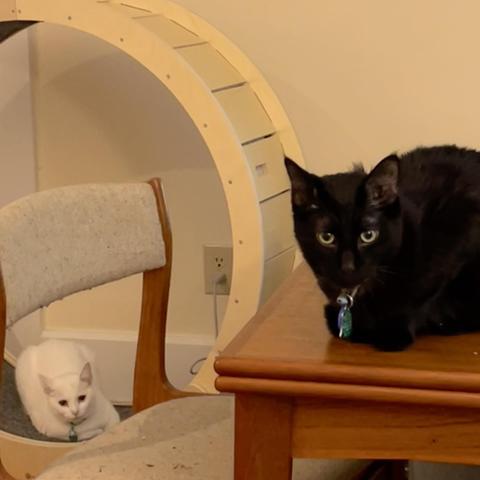 a white cat sits at the bottom of a big cat while and in the foreground, a black cat sits on a table and looks at us