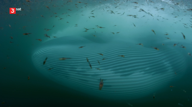 The Humboldt Stream is the most biodiverse marine ecosystem in the world. It stretches for around 1000 kilometers along the west coast of South America from southern Chile to the equator.