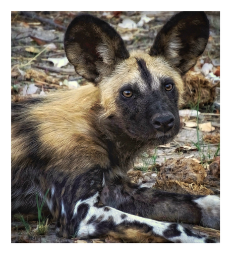 A color photo of a beautiful African Wild Dog casually laying on its side making very friendly eye contact. This beautiful species is a critically endangered species. As photographed on the Okavango Delta, Botswana