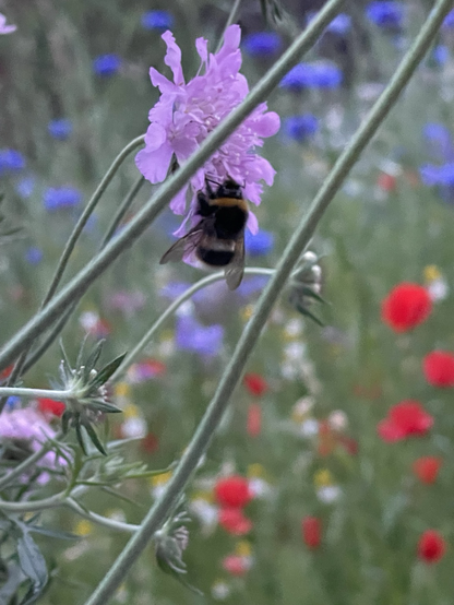 A white tailed bumblebee snuggled into the lilac bloom of a scabious flower. Out of focus in the background are red poppies and blue corn flowers 