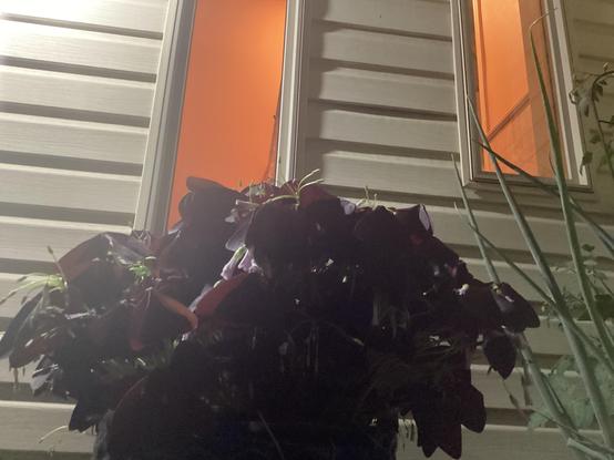 2 Slot windows 6inches wide 6 feet tall with a purple oxalis plant and green onions 