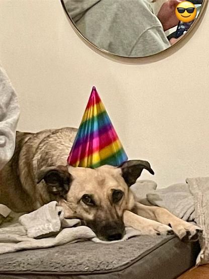 Der Hund Dan trägt einen Partyhut, liegt auf einer Decke und guckt etwas wehleidig.