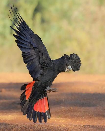 Red tailed black cockatoo 