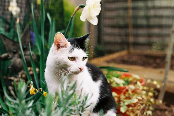 a pretty black and white cat 