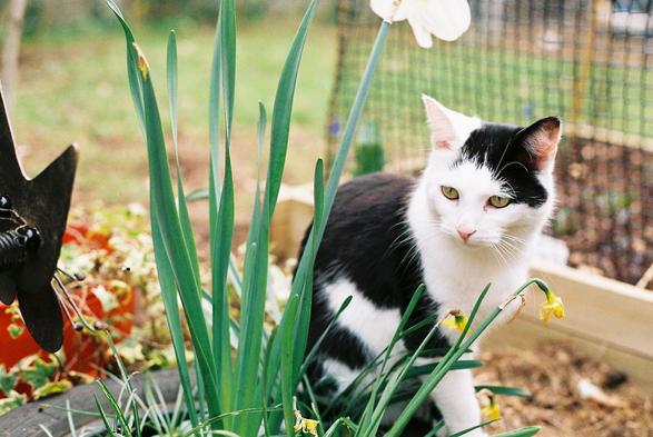 a pretty black and white cat 