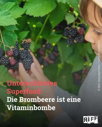 Ein Kind greift nach einer Brommbeere, die zusammen mit anderen an einem Brombeerstrauch hängt. Dazu der Text: Underrated Superfood: Die Brombeere ist eine Vitaminbombe
