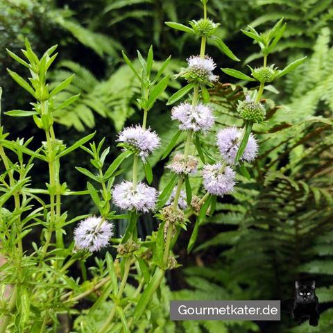 Englische Wasserminze mit Blüten