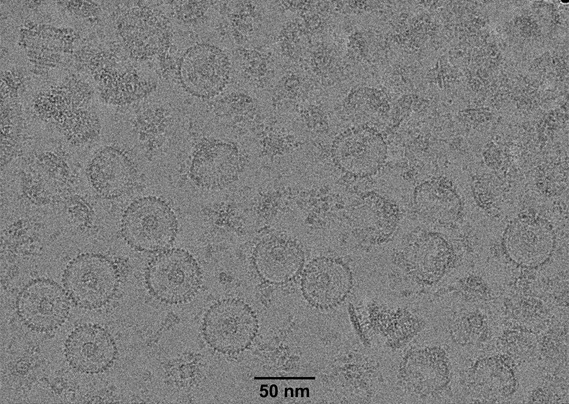 Picture of bacterial motors I took in my lab last year. 