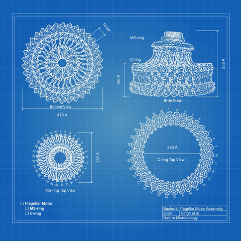 Blueprint of bacterial motor that I illustrated. 