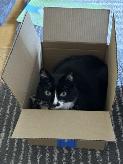 A tuxedo cat looking out of an Amazon delivery box 