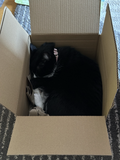 A tuxedo cat curled up and asleep in an Amazon delivery box