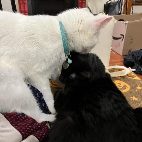 on a couch, a white cat settles in to snuggling with a black cat