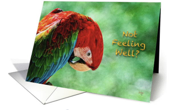 Thanks to my 7/27 #GreetingCardUniverse client for their purchase of 3 of my Not Feeling Well Card!  I do hope your recipients are feeling better soon!!!!

https://www.greetingcarduniverse.com/get-well-feel-better-cards/general-get-well-feel-better/sick-not-feeling-well-1024497

#greetingcards #birds #nature #parrots #macaw #sick #notfeelingwell #getwell #LoisBryan