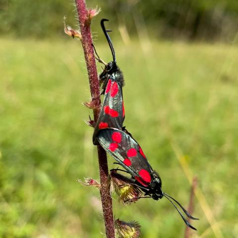 An einem Stängel sitzen zwei Schmetterlinge "Widderchen". Die sitzen an ihren Enden zusammen und machen Hochzeit.
Flügel und Körper ganz schwarz und je Flügel 6 knall-rote Punkte.