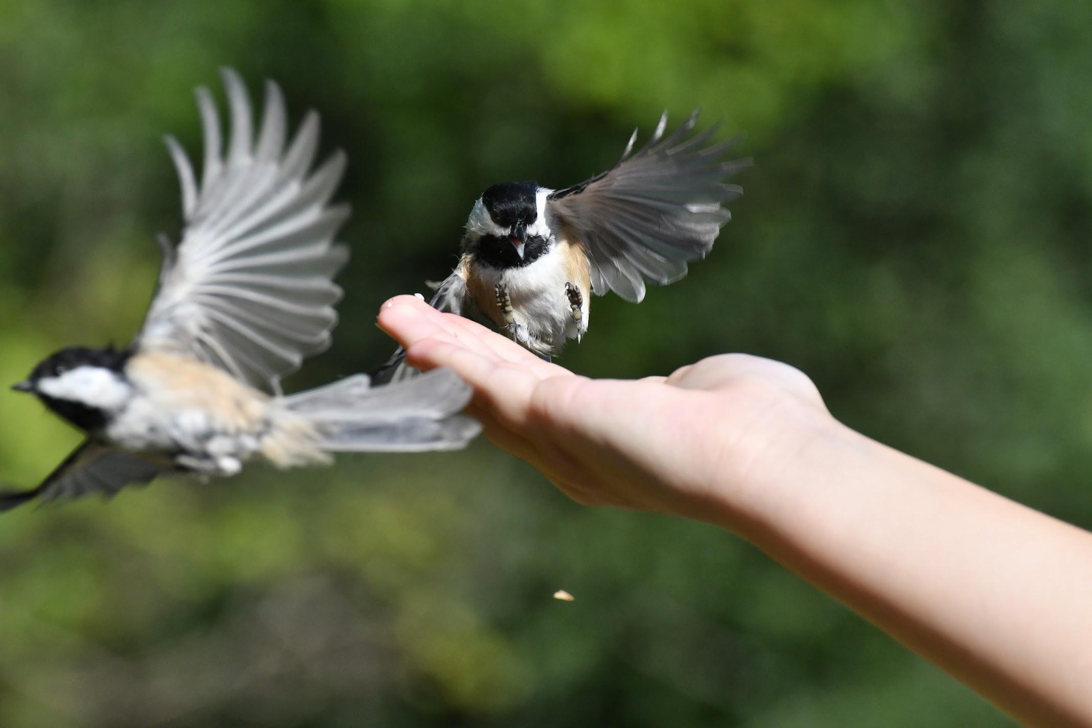 A%20chickadee%20(tiny%20bird)%20coming%20in%20for%20a%20landing%20on%20an%20outstretched%20hand%2C%20feet%20sticking%20out%20ahead%2C%20wings%20spread%20and%20beak%20open.%20In%20the%20background%2C%20a%20second%20chickadee%20is%20flying%20away.