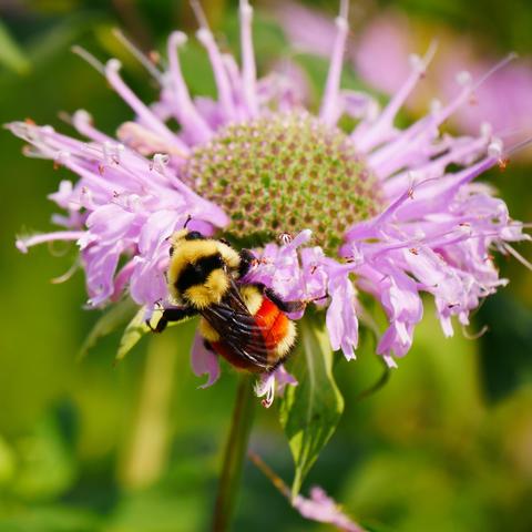A cropped closeup photo of a medium sized bumblebee on a pink flower. The bee is black and yellow, with translucent black wings and had a very prominent orange stripe on two segments of it's abdomen with a leading and trailing yellow stripe. The bumblebee is very furry.