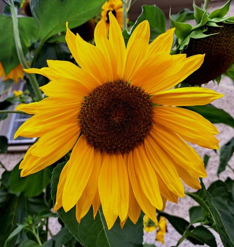 Sonnenblume in Nahaufnahme 
