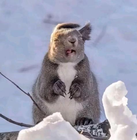 A strong wind in the winter makes the squirrel grin 