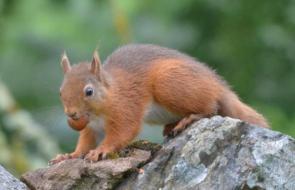 Red squirrel in Scotland carrying hazelnut.