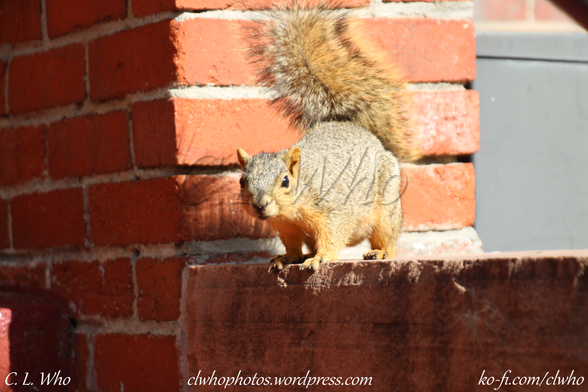 Squirrel standing next the stairs to a brick building