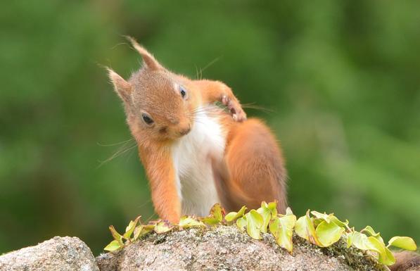 Scottish red squirrel scratching.