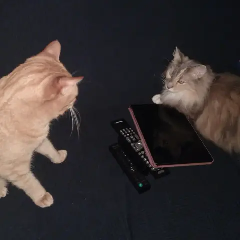 Tomcat Simba and Ornella 🌈 the cat  discuss serious cat things...