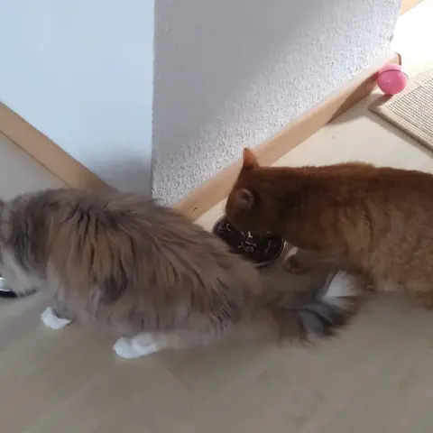 Ornella 🌈 the cat and tomcat Simba have dinner next to each other