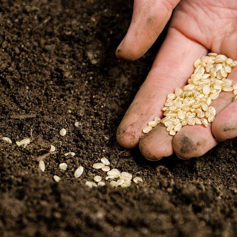 Organic Seeds