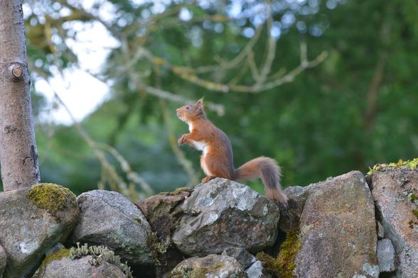 Scottish red squirrel looking up.